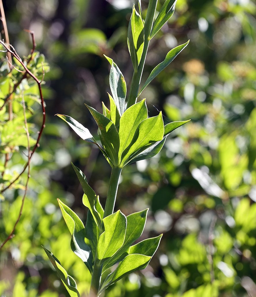 Lilium pardalinum ssp. shastense
