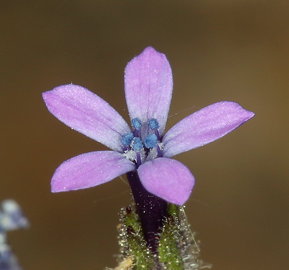 Allophyllum gilioides ssp. violaceum
