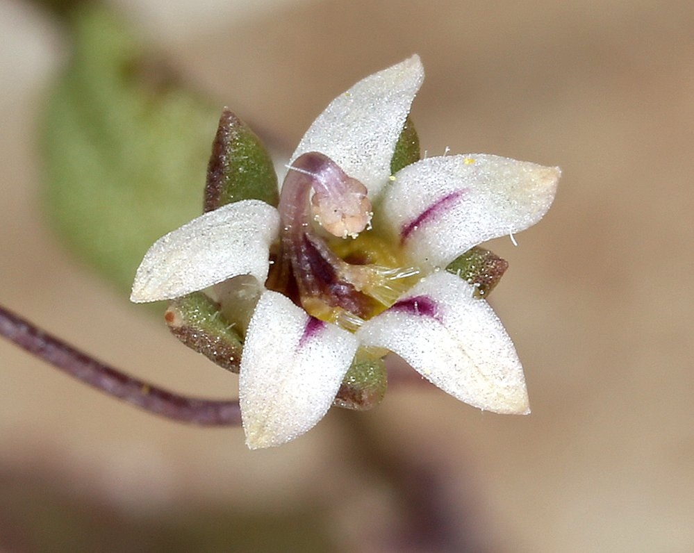 Nemacladus inyoensis