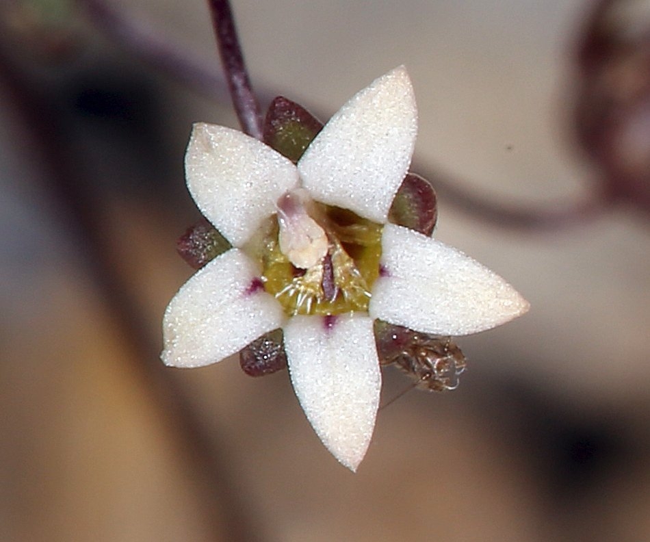 Nemacladus inyoensis