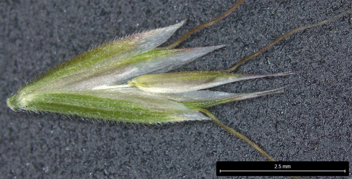 Sphenopholis interrupta ssp. californica