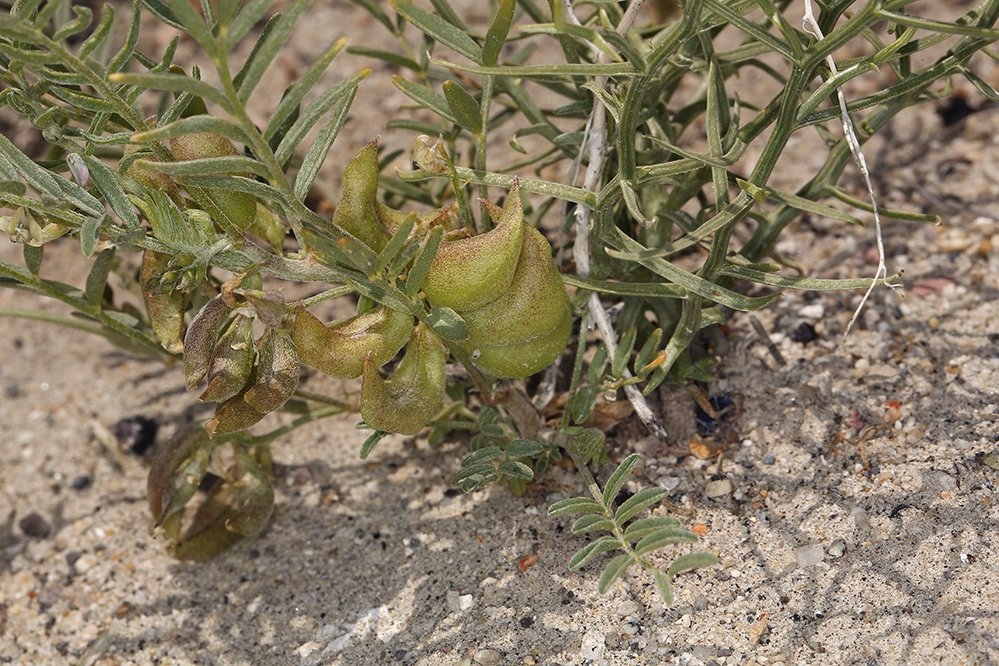 Astragalus geyeri var. geyeri