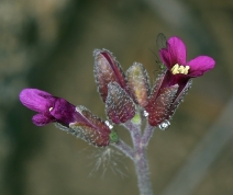 Arabis sparsiflora var. arcuata