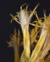 Ericameria nauseosa var. oreophila