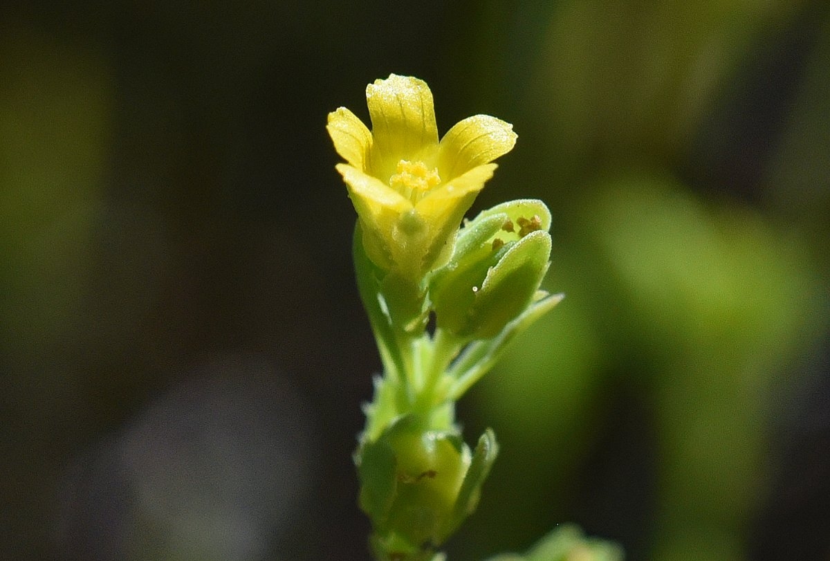 Sclerolinon digynum