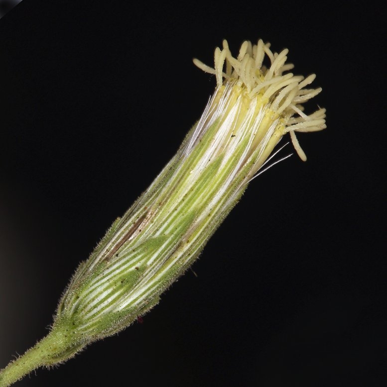 Brickellia oblongifolia