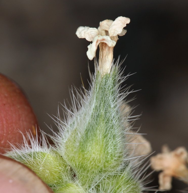 Oreocarya flavoculata
