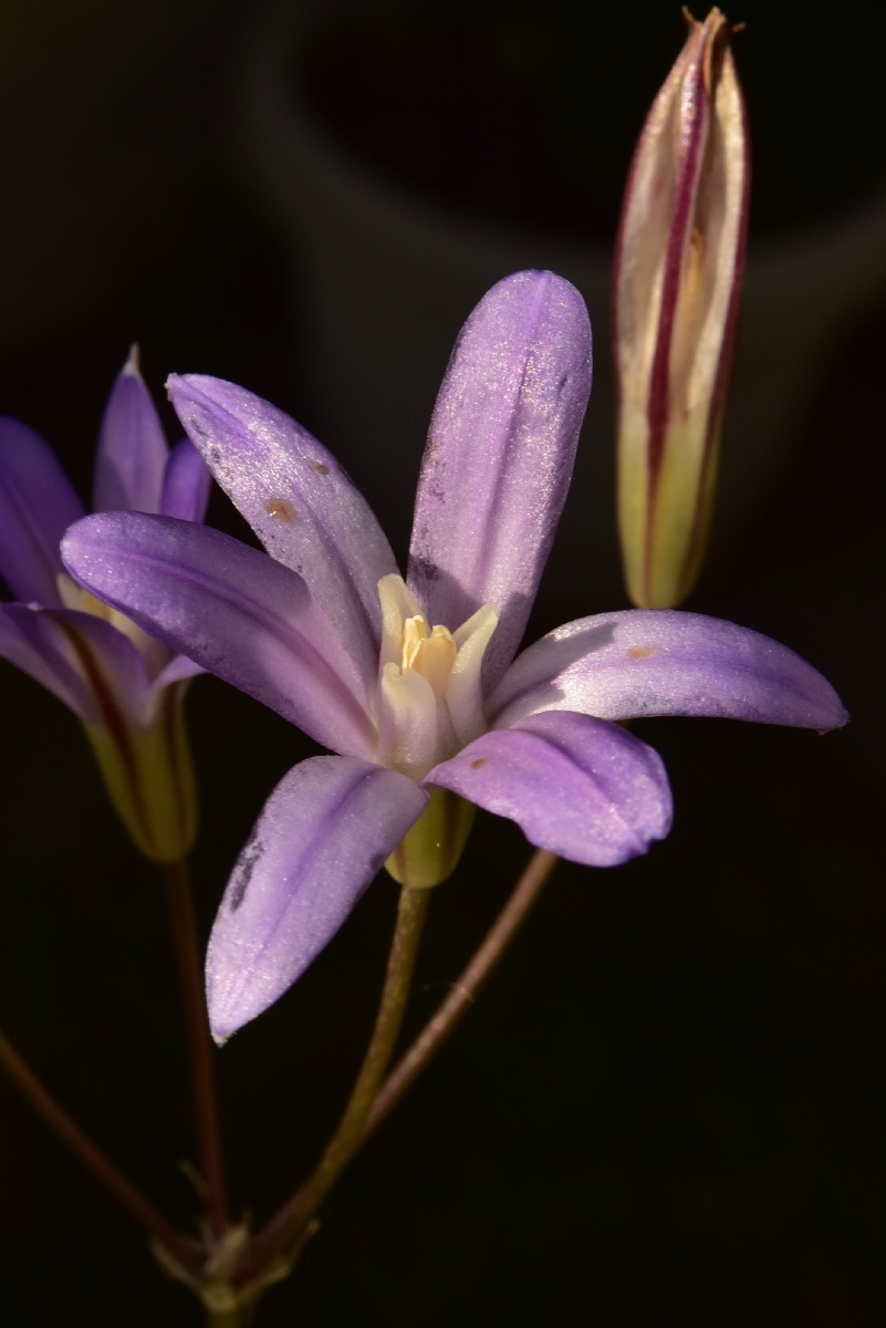 Brodiaea rosea ssp. vallicola