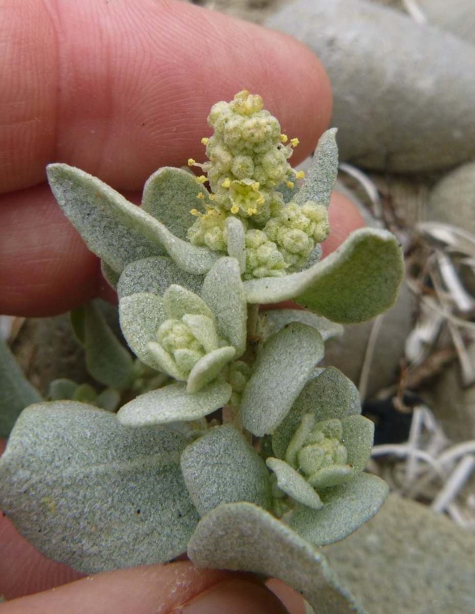 Atriplex leucophylla