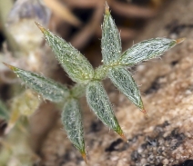 Astragalus kentrophyta ssp. implexus