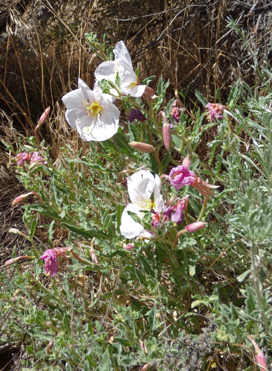 Oenothera californica ssp. californica