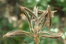 Osmorhiza brachypoda