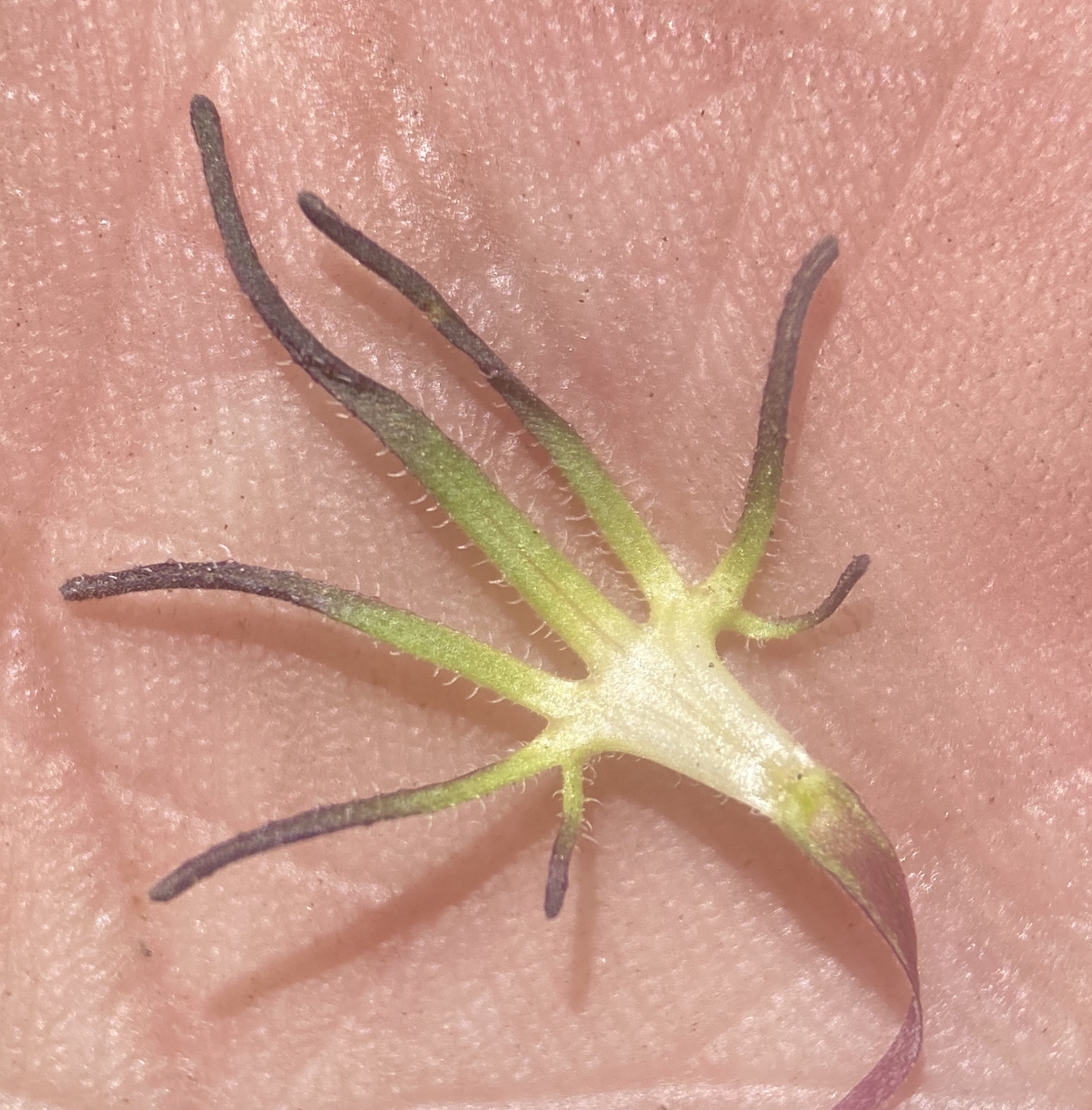 Cordylanthus eremicus ssp. kernensis