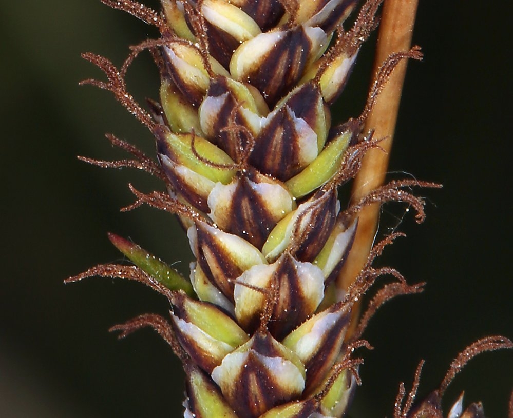 Carex scirpoidea ssp. pseudoscirpoidea