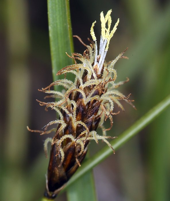 Carex subnigricans
