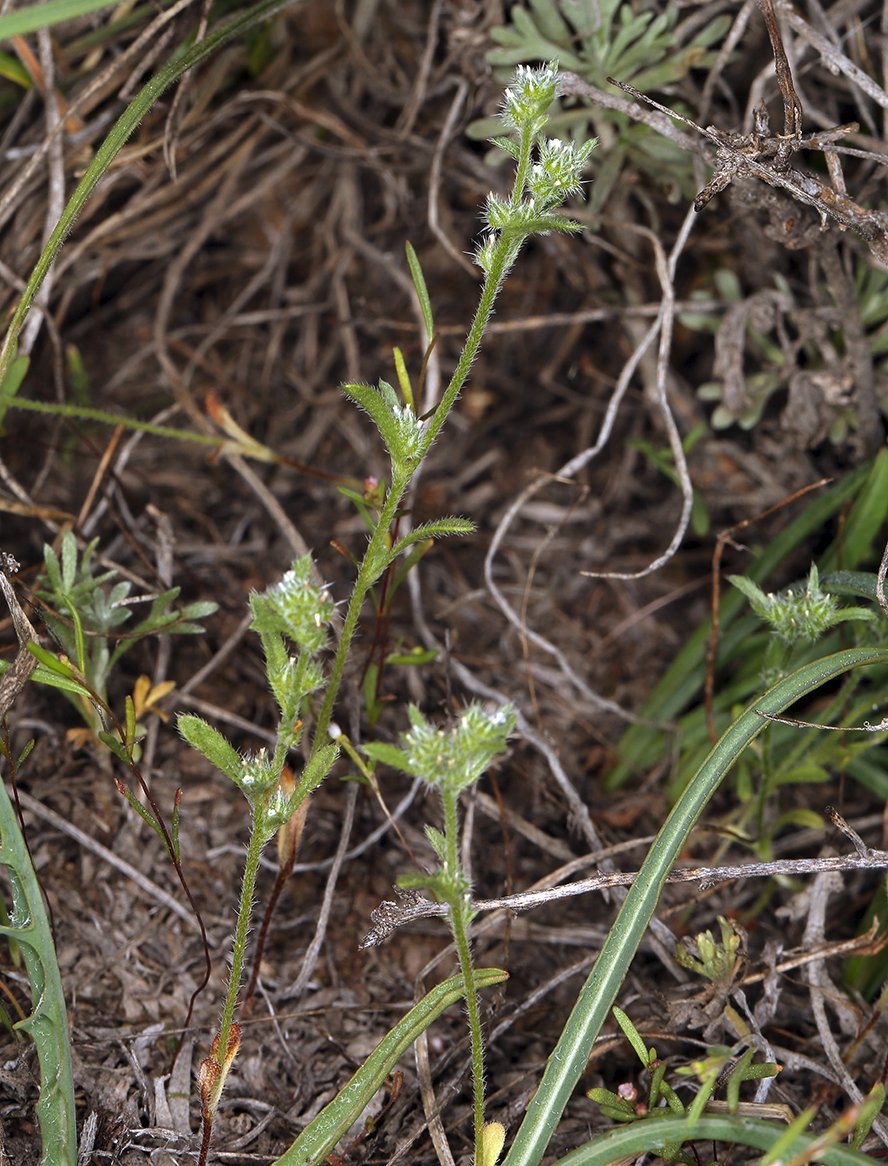 Cryptantha glomeriflora