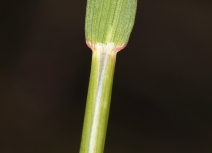 Hordeum brachyantherum ssp. brachyantherum