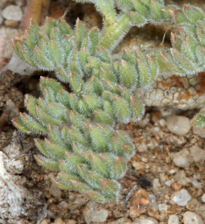 Lomatium foeniculaceum ssp. inyoense