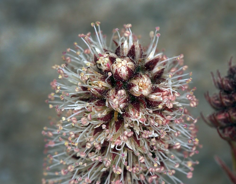 Petrophytum caespitosum ssp. caespitosum