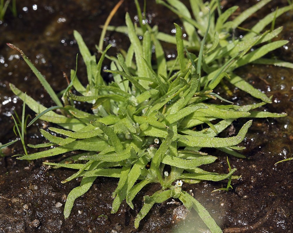 Plagiobothrys hispidulus