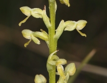 Limnorchis hyperborea