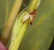 Limnorchis hyperborea