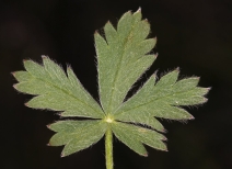 Potentilla diversifolia var. diversifolia