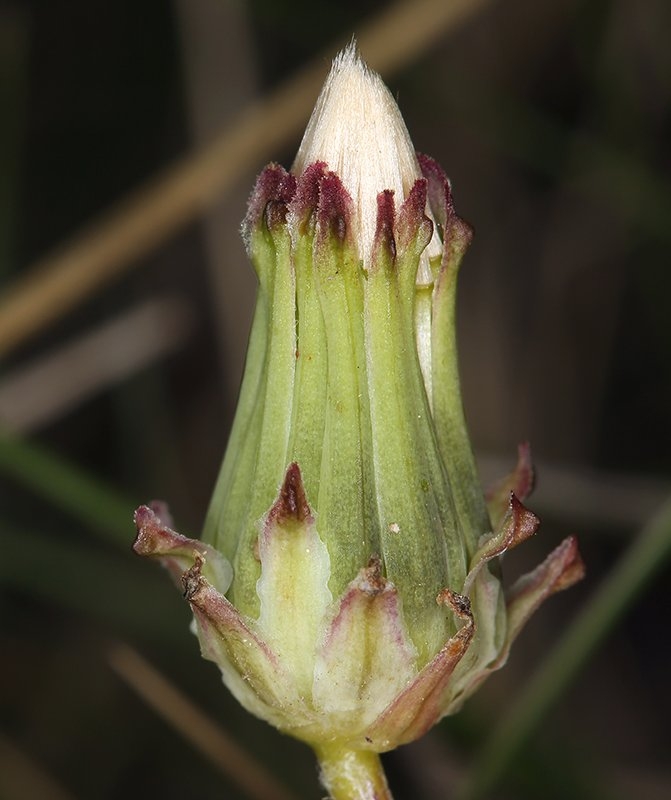 Taraxacum ceratophorum