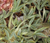 Trifolium andersonii