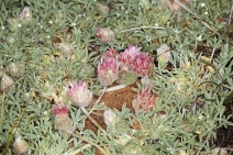 Trifolium andersonii ssp. beatleyae