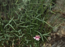 Trifolium kingii ssp. dedeckerae
