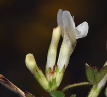 Trifolium monanthum var. monanthum