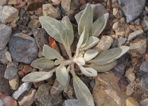 Tidestromia oblongifolia