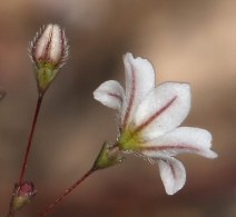 Eriogonum spergulinum ssp. reddingianum