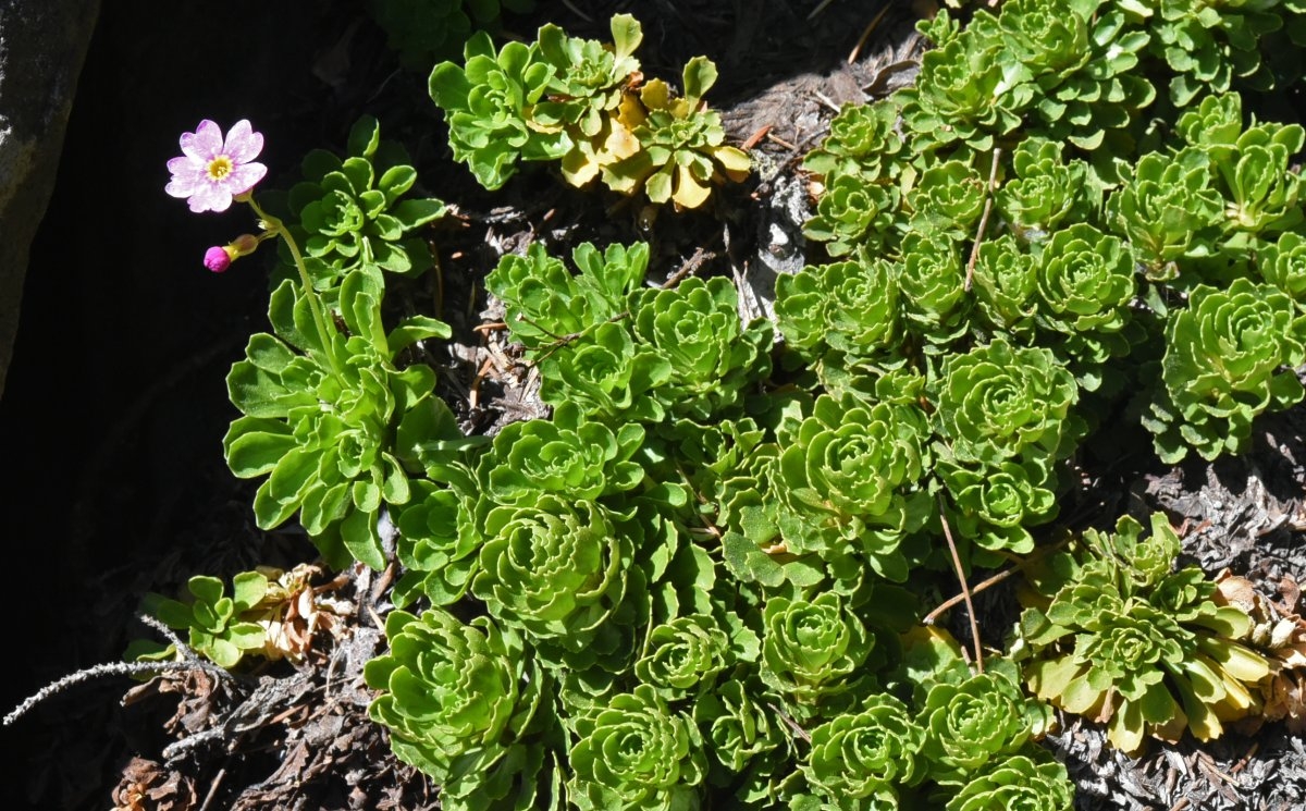 Primula suffrutescens