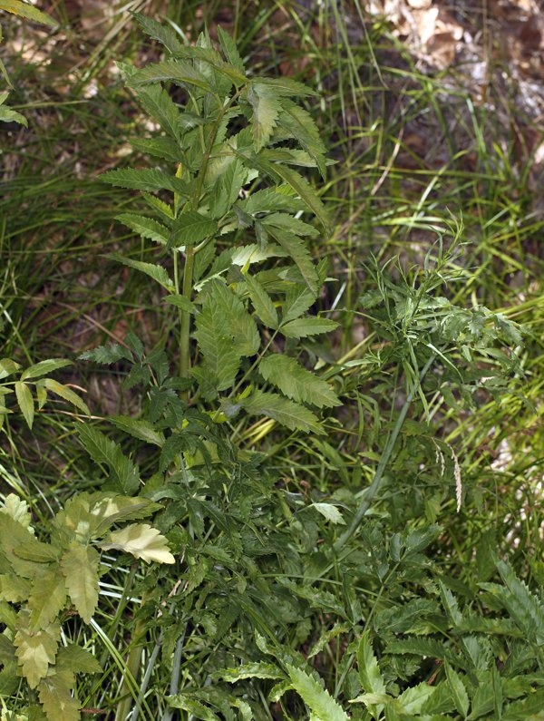 Cicuta maculata var. angustifolia