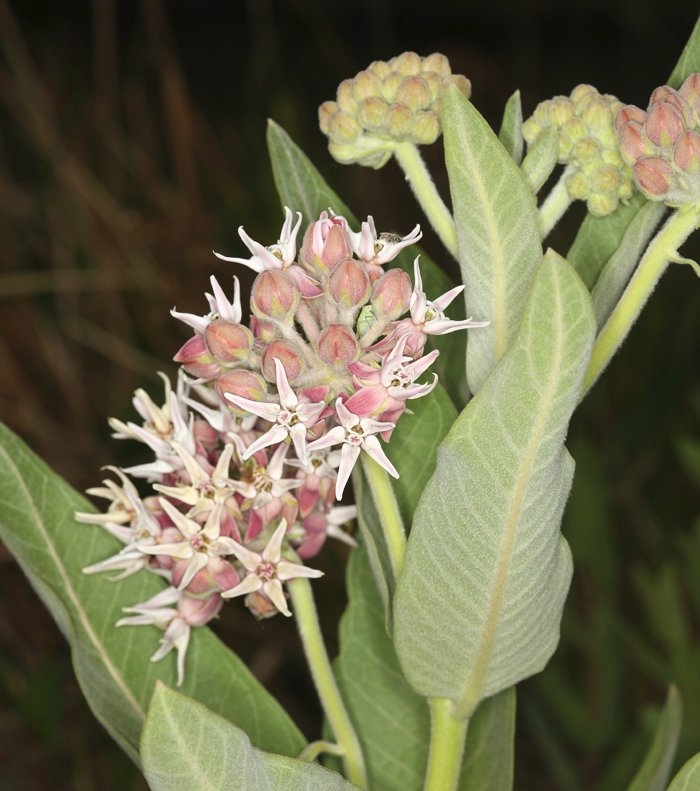 Asclepias speciosa