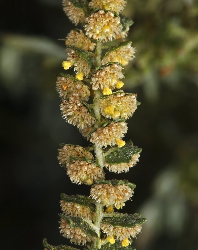 Ambrosia acanthicarpa