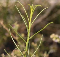 Hymenoclea salsola var. salsola