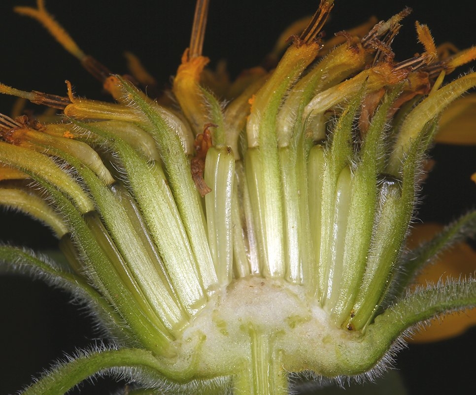 Balsamorhiza deltoidea
