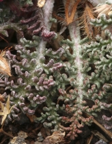 Chaenactis alpina