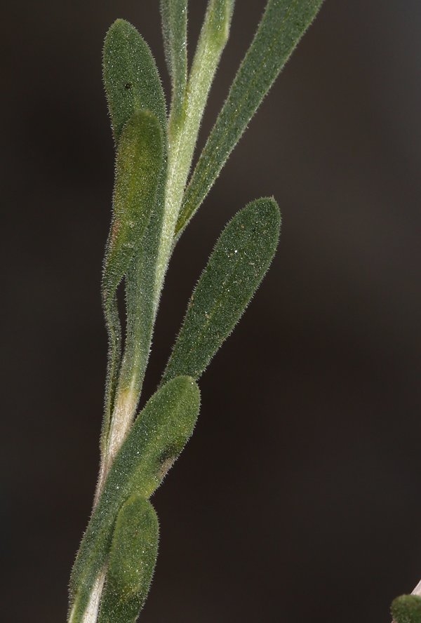 Chrysothamnus viscidiflorus ssp. puberulus