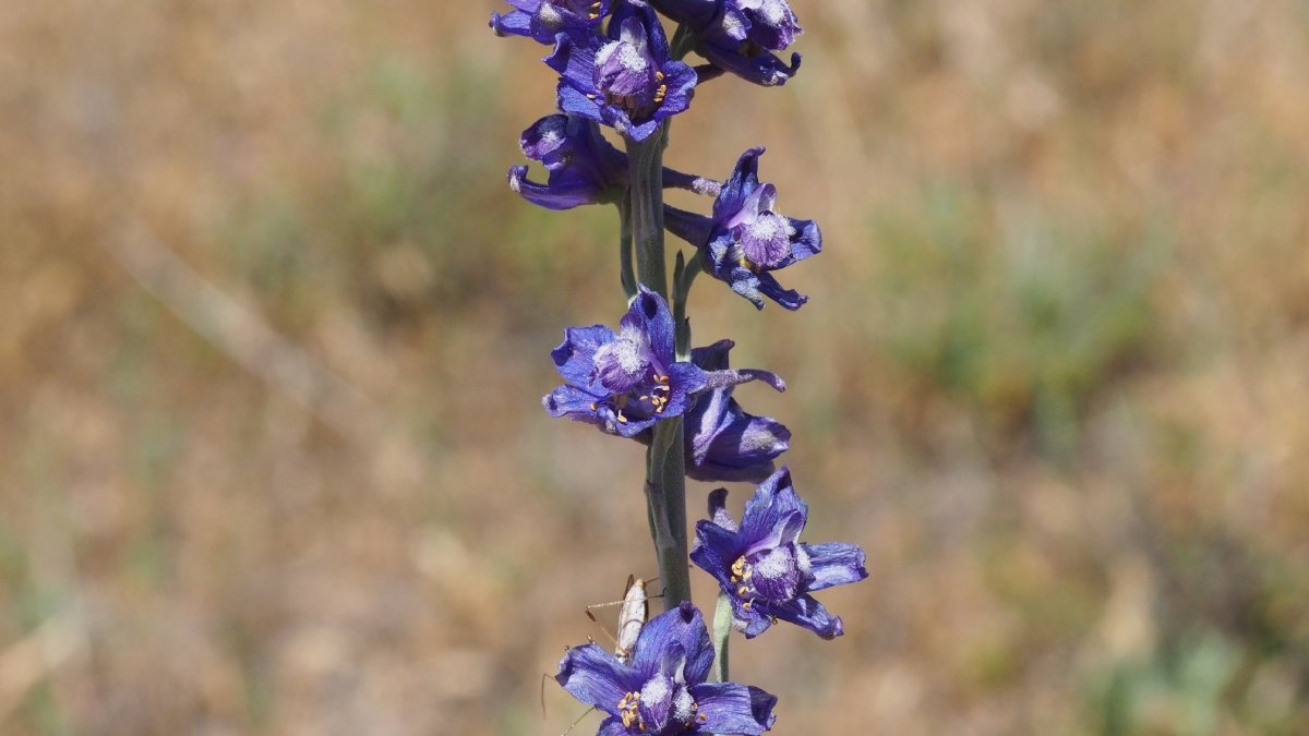 Delphinium hesperium ssp. cuyamacae