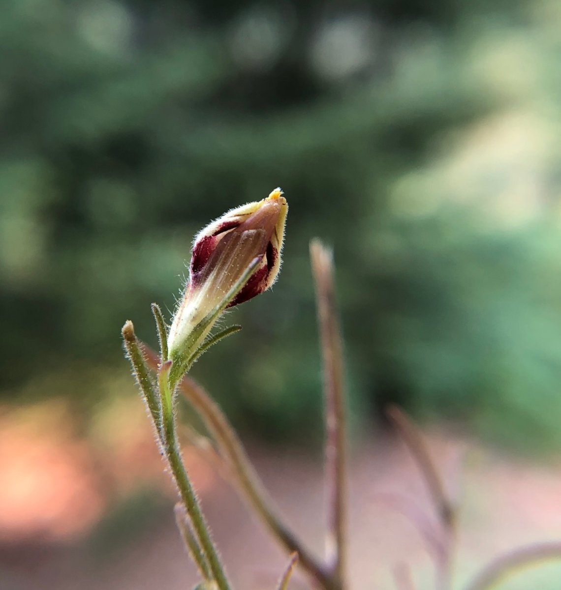 Cordylanthus tenuis ssp. viscidus