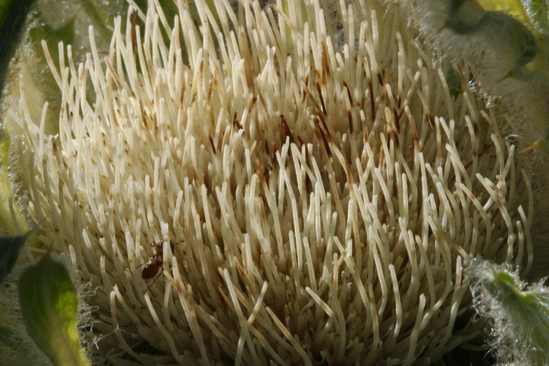 Cirsium scariosum var. americanum