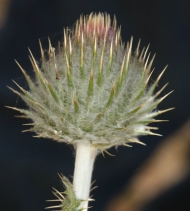 Cirsium occidentale var. compacta
