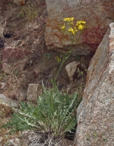 Crepis acuminata