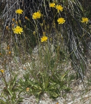 Crepis runcinata ssp. glauca