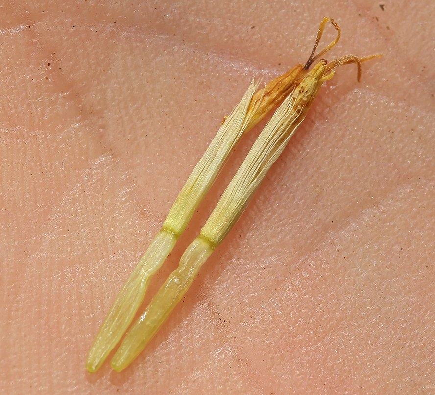 Cuniculotinus gramineus