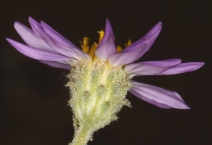 Dieteria canescens